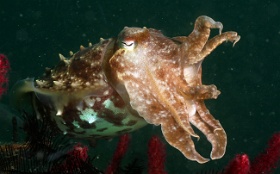 Komodo 2016 - Broadclub cuttlefish - Seiche - Sepia latimanus - IMG_7406_rc